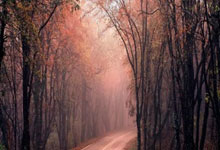 澳大利亚女足连赢五场，成功晋级亚洲杯决赛